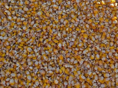 Takarmány kukorica Takarmány kukorica