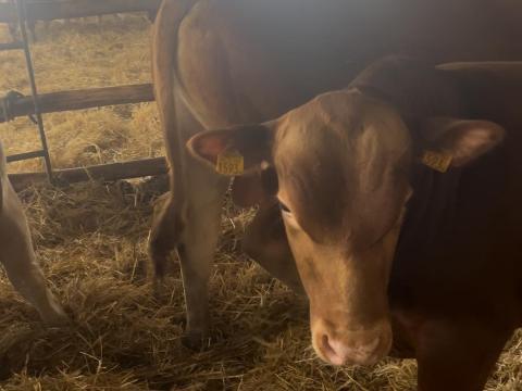 Charolais tenyészbika, húshasznú tehenek, üszők és bikák ELADÓK