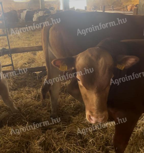 Charolais tenyészbika, húshasznú tehenek, üszők és bikák ELADÓK