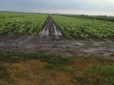 Dohány kvótát vásárolnék