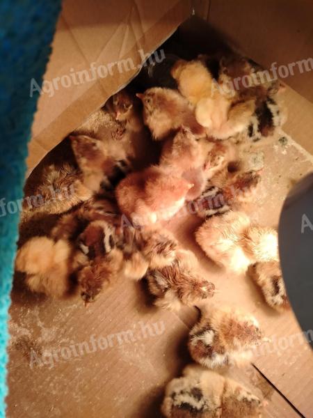 Eladó bráma naposcsibék Szigetváron, Baranya megyében