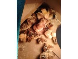 Eladó bráma naposcsibék Szigetváron, Baranya megyében