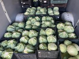 Eladó Princonia kelkáposzta