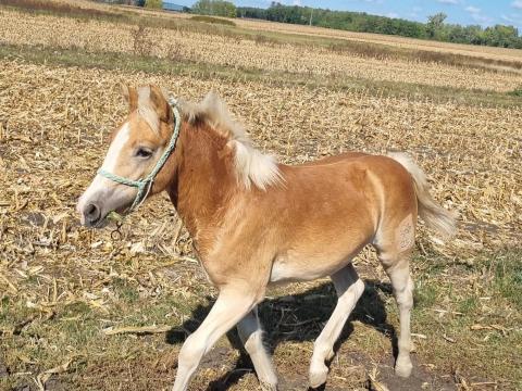 Tisztavérű haflingi választási kanca csikó eladó