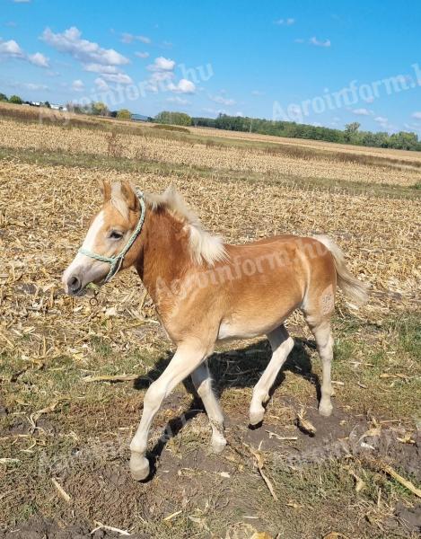 Tisztavérű haflingi választási kanca csikó eladó