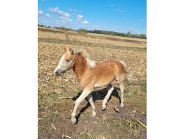 Tisztavérű haflingi választási kanca csikó eladó