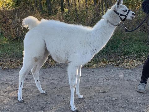 Sétálós láma csikó gazdit keres