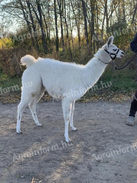 Sétálós láma csikó gazdit keres