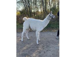 Sétálós láma csikó gazdit keres