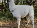 Sétálós láma csikó gazdit keres