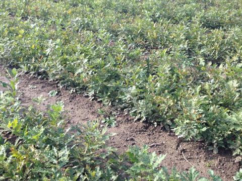 Csertölgy és mézgás éger csemete eladó