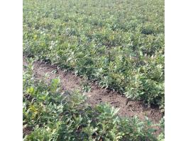 Csertölgy és mézgás éger csemete eladó