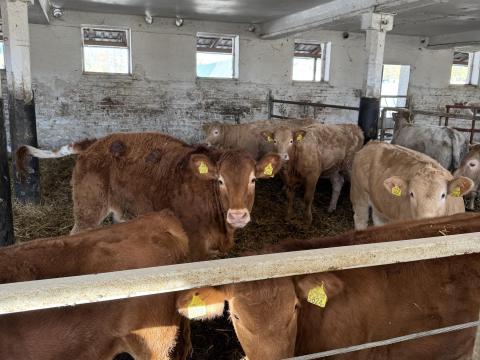 30 db üsző és bika eladó