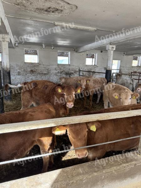 30 db üsző és bika eladó