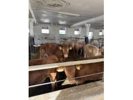 30 db üsző és bika eladó