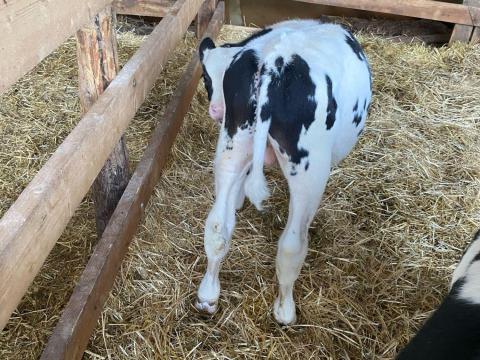 20 bika bikák borjú