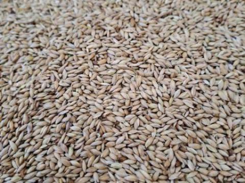 Fénymag (kanáriköles)