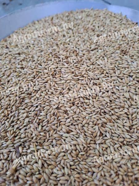 Fénymag (kanáriköles)