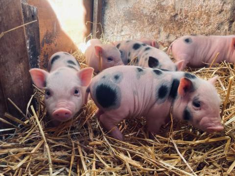 Minnesotai kis malacok