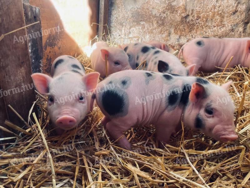 Minnesotai kis malacok