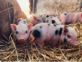 Minnesotai kis malacok