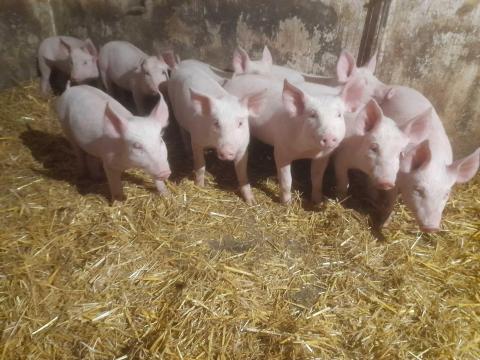 Választási malacok eladó Választási malacok eladó