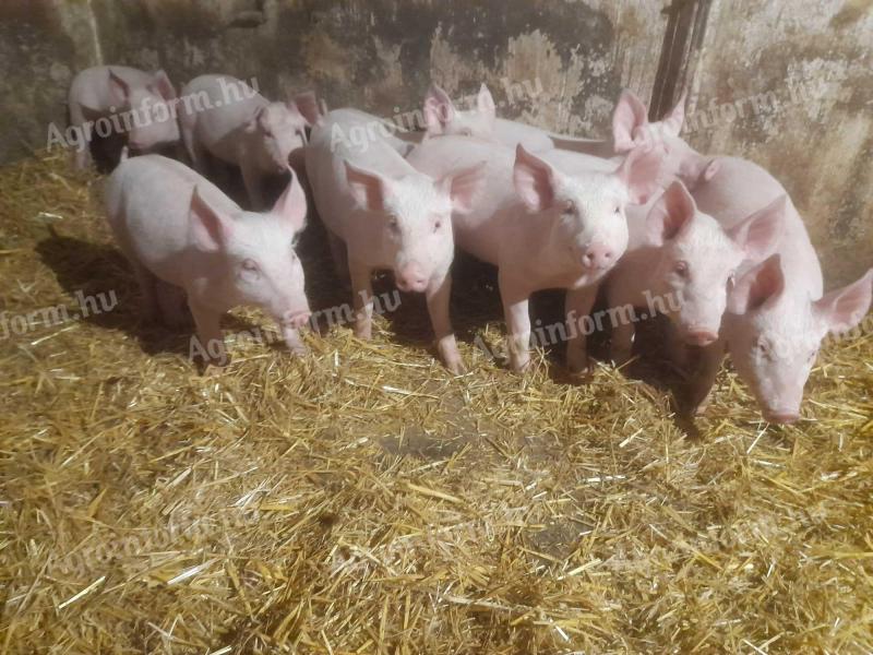 Választási malacok eladó
