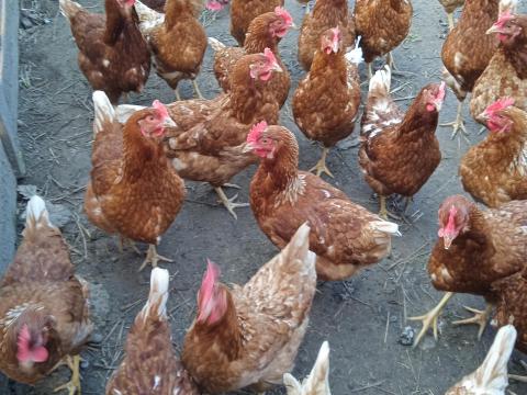 Tojó tyúk állomány,  törpe kakas