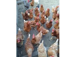 Tojó tyúk állomány,  törpe kakas