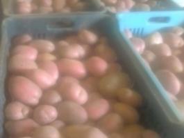 Étkezési burgonya eladó