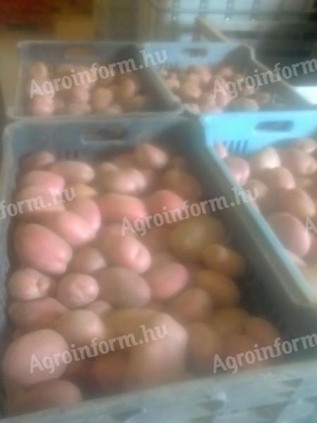 Fabiola Burgonya eladó