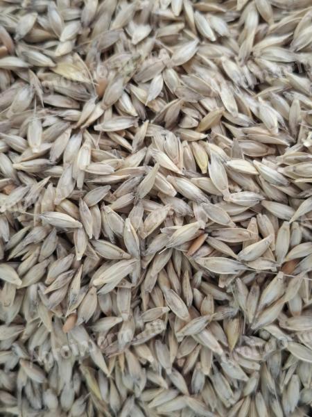 Alakor búza vegyszermentes