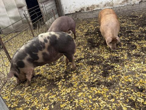 Eladó pindúr hízók Eladó pindúr hízók