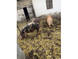 Eladó pindúr hízók