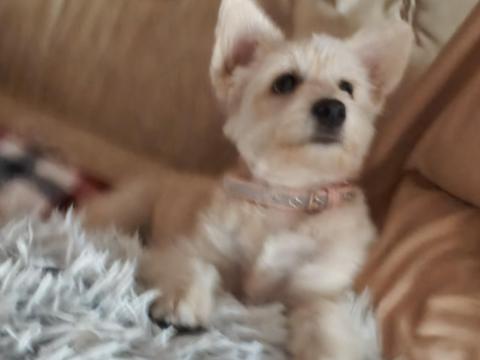 Pomapoo kölyök kutya gazdit keres