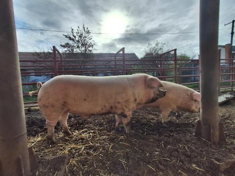 Nagysúlyú hízók eladók