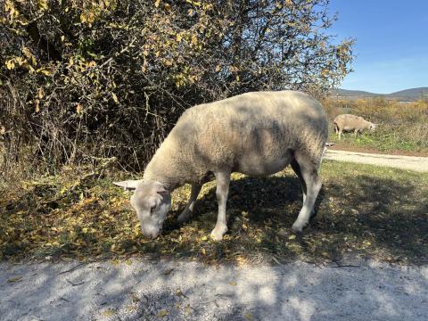 Berrichon du Cher törzskönyves toklyók és anyajuhok ( juh,  birka)
