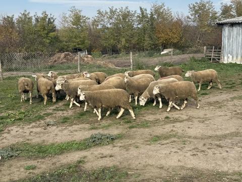 Ile de France 7 hónapos jerke eladó