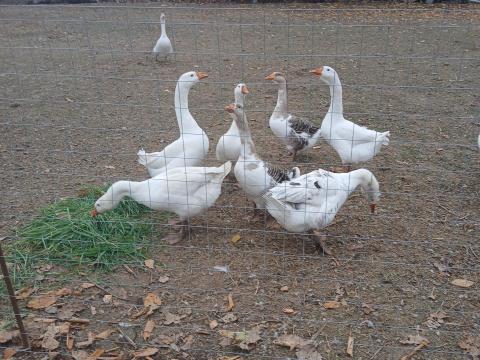 Libák eladók! Libák eladók!