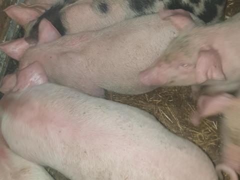 Eladó 12 szép formás választási malac Eladó 12 szép formás választási malac