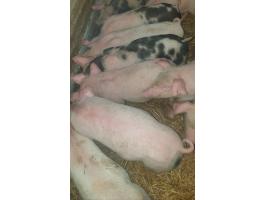 Eladó 12 szép formás választási malac