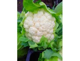 Karfiol és lapos káposzta eladó