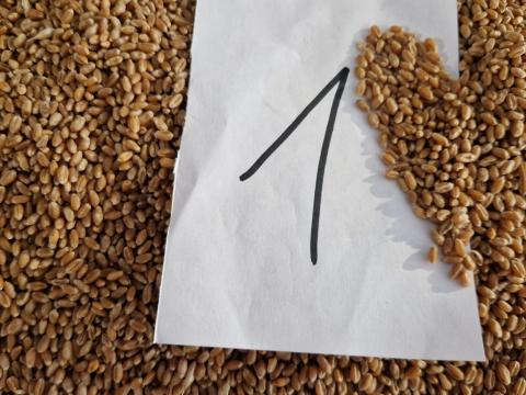 Búza eladó – javító és étkezési minőségben nagytételben