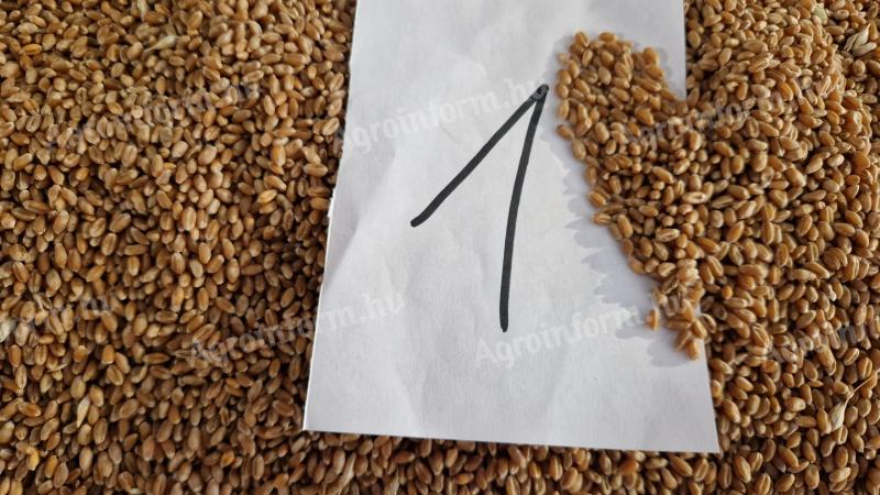 Búza eladó – javító és étkezési minőségben nagytételben