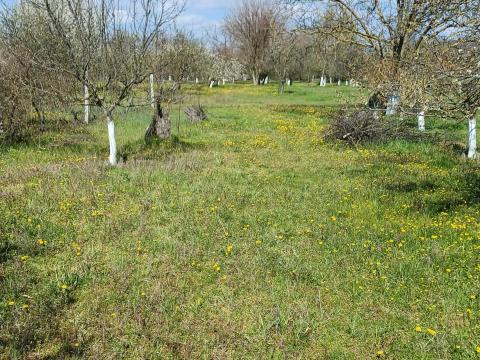 Cibakházi gyümölcsös eladó