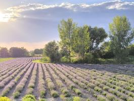 3000 db 4 éves levendulatő / levendula palánta eladó (Lavandula angustifolia)