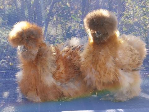 Selyemtyúk kakassal együtt eladó Vas vármegyében