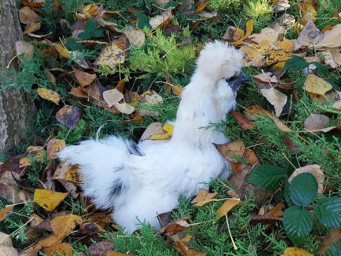 Selyemtyúk és kakas új otthonba költözne