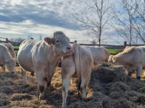 Limusin és charolais üszők megvásárlása Limusin és charolais üszők megvásárlása