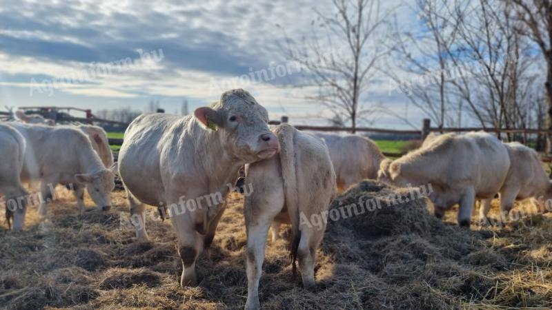 Limusin és charolais üszők megvásárlása
